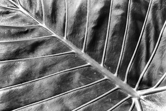 Veins 2 @ Mounts Gardens