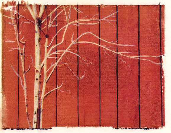 Birch-Red Wall