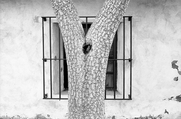 Tree Carmel Mission CA