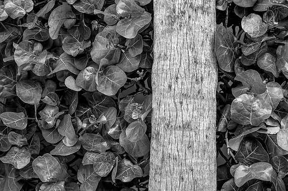 Sea Grapes Palm Beach