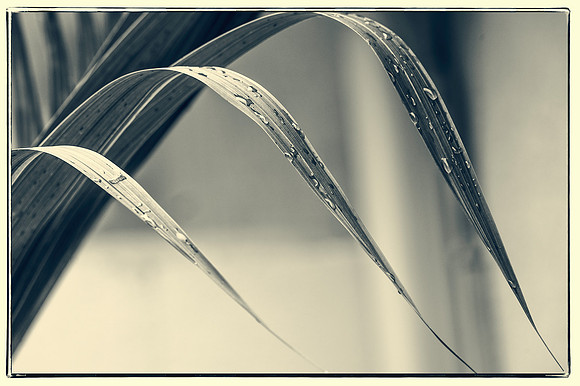 Bottle Palm