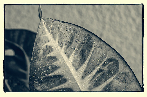 Croton