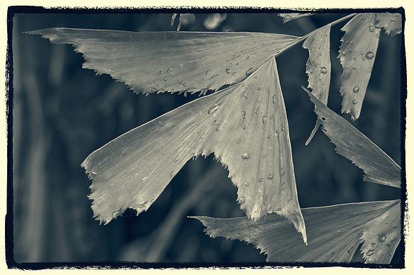 Fishtail Palm
