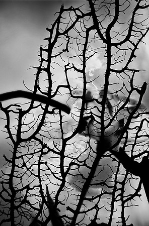 Branches