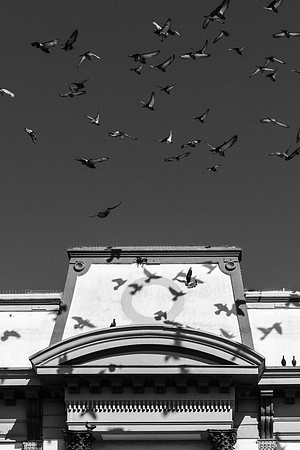 Pigeons Eureka CA.