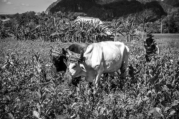 Tobacco Farming Vinales Cuba