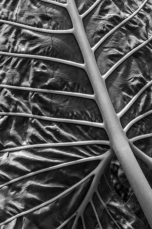 Veins @ Mounts Gardens